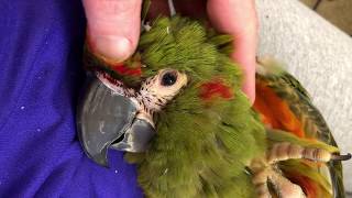RedFronted Macaw Rocko with Itchy New Feathers