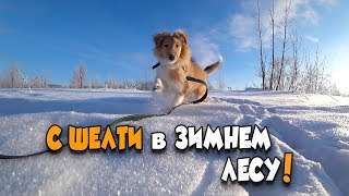 Гуляю с Шелти в зимнем лесу - Подстригаю когти и лапки. Подарки для Фреи 🎁🐕 Гуляю с Шелти в зимнем лесу - Подстригаю когти и лапки. Подарки для Фреи 🎁🐕