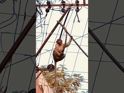 This crazy monkey