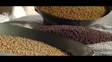 MEYER Mustard seeds optical sorting solution in PIAST company // Sortowanie optyczne gorczycy MEYER