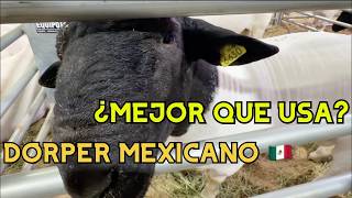 Has Mexico already SURPASSED the United States in Dorper? | 25 years of experience Has Mexico already SURPASSED the United States in Dorper? | 25 years of experience