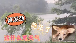 2021-10-2 Stray dogs rescue in Wuhan China 山里天气变化多，狗狗在家里憋得慌。