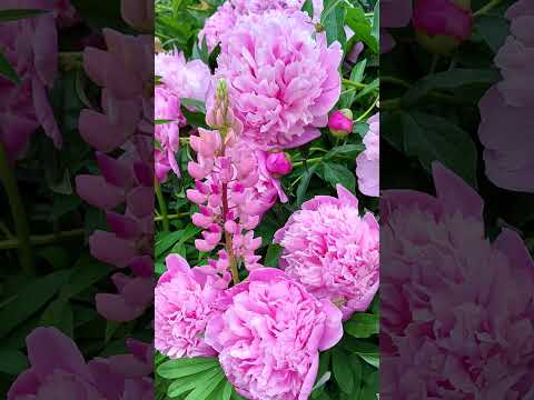 Video: Peony Evading - Beautiful And Healing