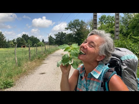 Vidéo: Informations sur les plantes de céleri sauvage - La culture de céleri sauvage dans les jardins est-elle possible