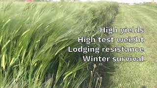 LakeEffect: New barley from Cornell University primed to take the craft brewing world by storm