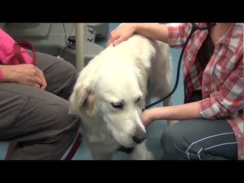 Video: Luottaisitko Lemmikkisi Terveydelle Eläinlääkärisi Avustajalle?