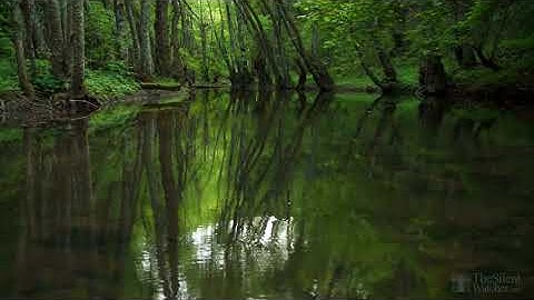 Forest Birdsong - Relaxing Nature Sounds - Birds Chirping - REALTIME - NO LOOP - 2 Hours - HD 1080p