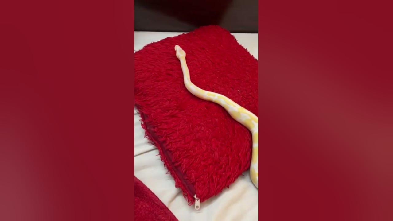 red eye python - YouTube