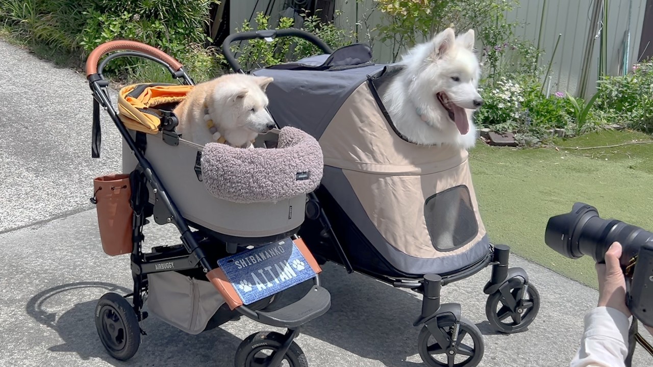 日本庭園にヒヨコと柴犬♪♪ A Day in the Life] A magazine interviewed us about the real daily