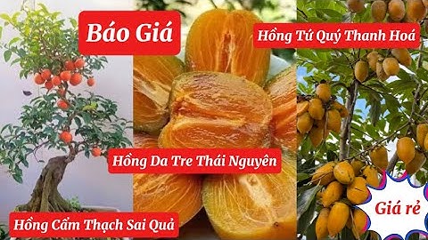 Hồng Cẩm Thạch sẵn quả, Hồng Tứ Quý nhiều kích thước Chơi Tết 2026 ☎️0968.750.386 - 092.391.6866