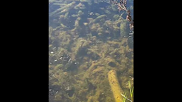 Gambusia Fish In Danica Pond Mosquitofish Gambusia Pestfish 