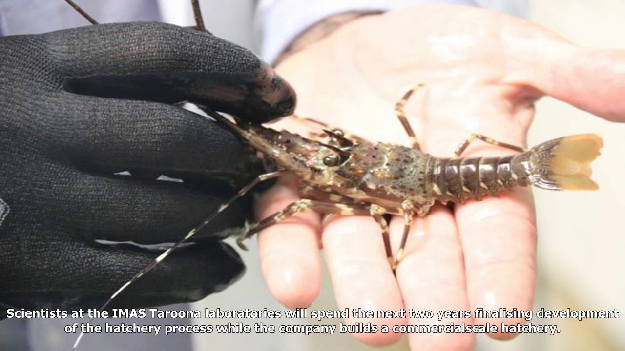 Rock lobster farming in tasmania closer to commercial reality under new deal