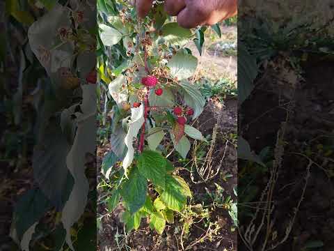 Video: Deutzia nədir - Bağda Deutzia Bitkilərini Necə Yetişdirmək olar