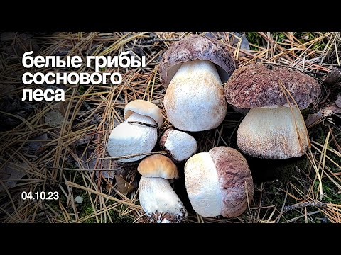 Video: Chutná huba „Boletus vulgaris“. Stručný popis, miesta rastu
