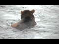 Snorkeling for Salmon - McNeil River, August 12, 2011