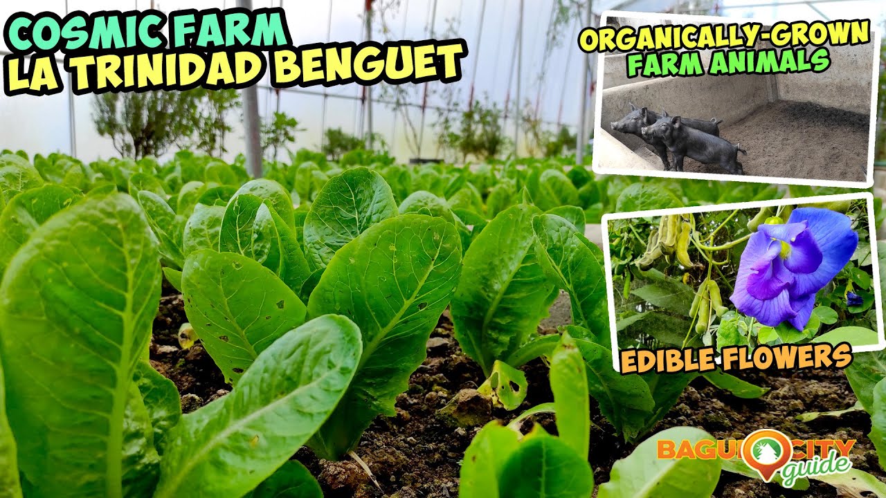 Cosmic Farm Tour An Organic Farm in La Trinidad, Benguet YouTube
