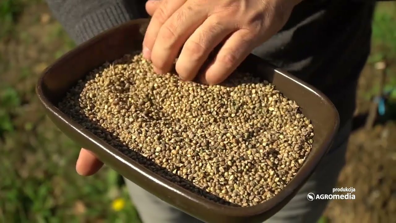 BIĆETE PRVI NA PIJACI - Zašto je JESENJA Setva SPANAĆA Bolja od PROLEĆNE?