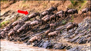 The Great Migration: Witness Nature's Most Epic Wildlife Journey Across Africa! 🌍🦒