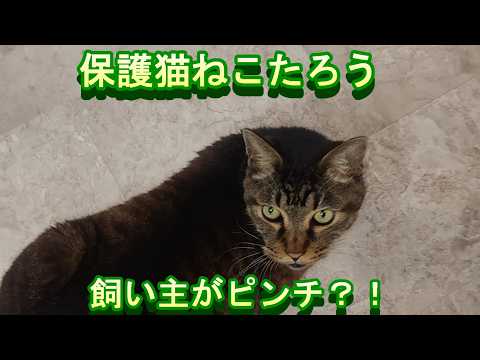 保護猫ねこたろうチャンネル - YouTube
