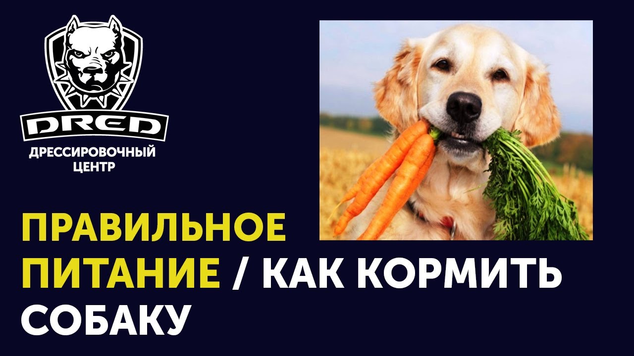 Какое мясо лучше для собак сырое