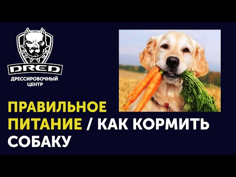 Видео: Вынужденный отзыв некоторых продуктов для собак, выданный Sunshine Mills, Inc