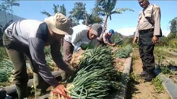 Musim Kemarau Membawa Keuntungan Bagi Petani Bawang