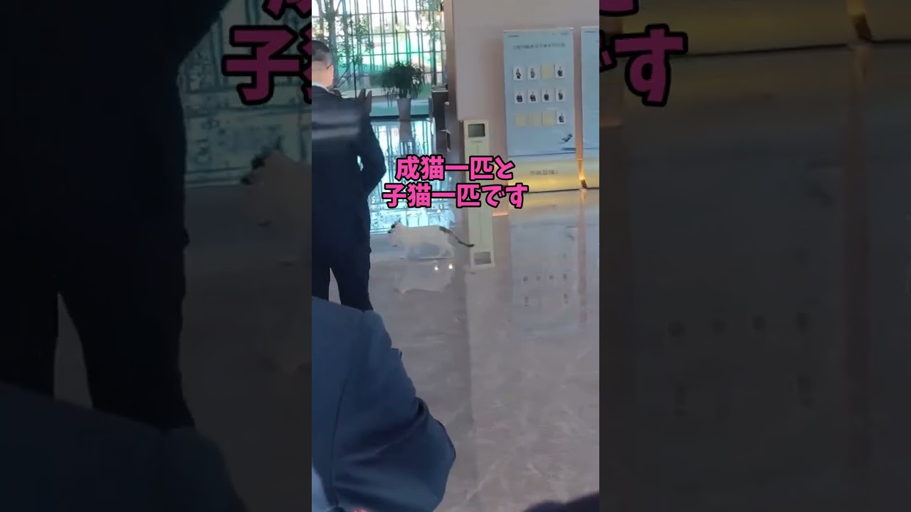 悶絶級のかわいさ！猫ちゃんの神業集🥰