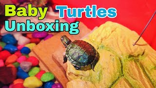 Turtles Unboxing video Red eared slider turtle  ordered from Dr petwala Punjab @SyedShah5001