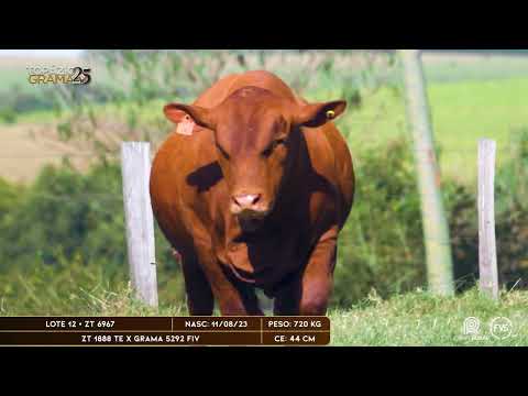 LOTE 12 - ZT 6967
