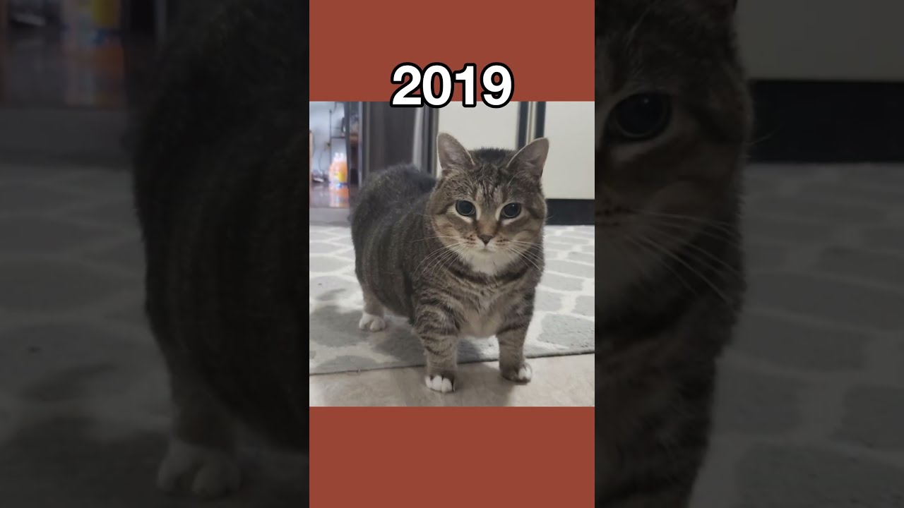 The Most Legendary Cat Memes Then Vs Now Shorts