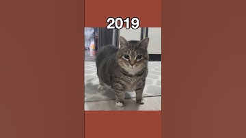 Thumbnail of The Most Legendary Cat Memes (then vs now) #shorts