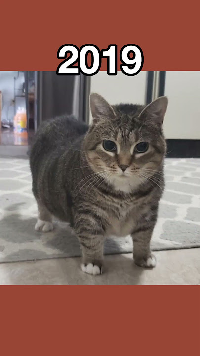 The Most Legendary Cat Memes (then vs now) #shorts