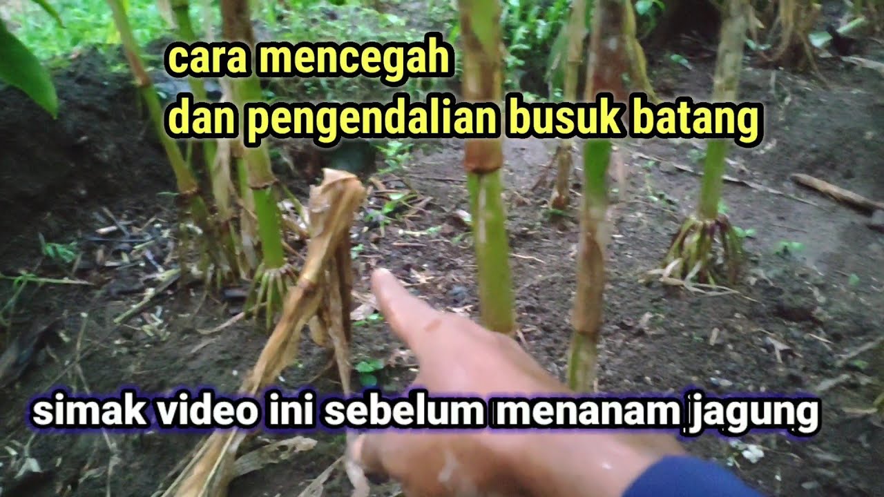 busuk batang pada tanaman jagung