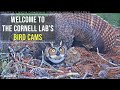 Welcome to the Cornell Lab's Bird Cams!