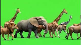 Green Screen – African Wildlife Stampede | Save Our Animals