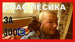 СПАСЛИ ПЁСИКА ЗА 300 ЕВРО/ МОИ 33 ГОДА В ГЕРМАНИИ СПАСЛИ ПЁСИКА ЗА 300 ЕВРО/ МОИ 33 ГОДА В ГЕРМАНИИ