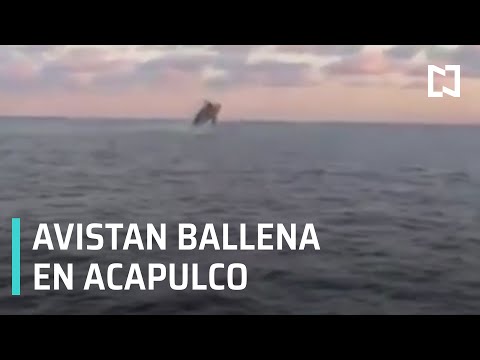 Ballena es avistada dando saltos frente a playa de Acapulco - Paralelo 23
