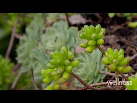 Video: Weeluisbeheer – Wat om te doen oor bedbugs in en om die huis