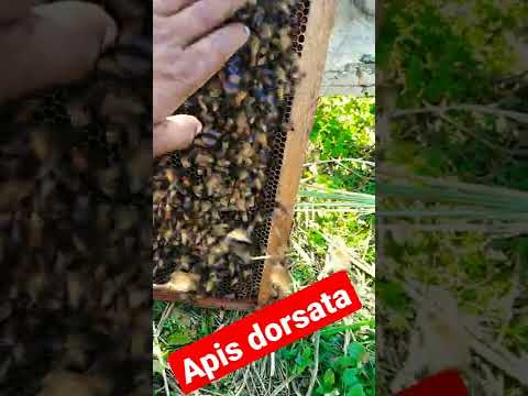 Apis dorsata#honey #india#live