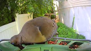     This Mourning Dove Has Become a Daily Visitor 🕊️ #MourningDove #backyardbirds #birdlovers 