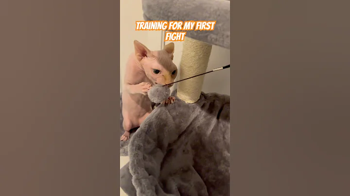 Video 10068351: sphynx cat fight, sphynx funny cat animals, sphynx cats first, cat funny train