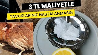 Tavuk Hastalığına SON | Doğal Tavuk İlacı Nasıl Yapılır | Tavuklarda Elektrolit Kaybı | Tavuk İlacı Resimi