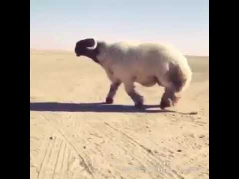 اغنيه يا عين هجرت النوم عده ليالي قناه ابو سعيد