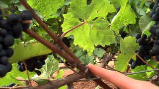 Structure of Spur and Cane Pruned Grapevines