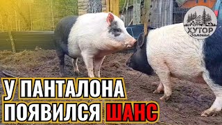 НОВАЯ ЖИЗНЬ СТАРОЙ ВЕШАЛКИ. КАБАН ПАНТАЛОН И ЕГО БУДУЩЕЕ ПУТЕШЕСТВИЕ.