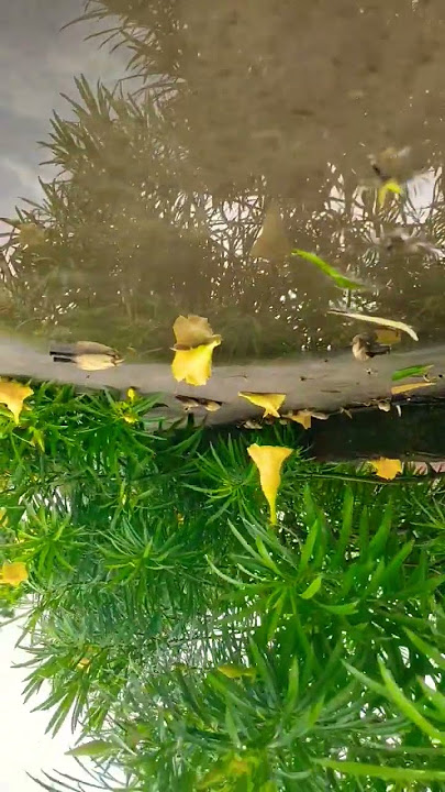 tum pass aye song https://youtu.be/n86cMw_SyWU?si=sXja50Pc8X_GhWHp
