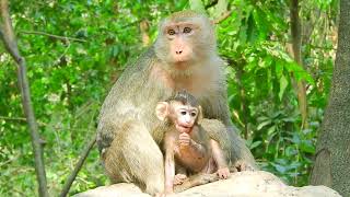 Oh cutest baby monkey playing with Mom #monkey #animals #cute #baby