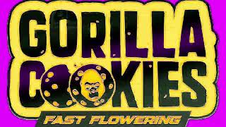 GORILLA COOKES WEEK 1 FLOWER UPDATE