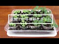 新聞で作る種蒔きポット【簡単】【そのまま植え付けできる！】【いろんなサイズが作れる】
