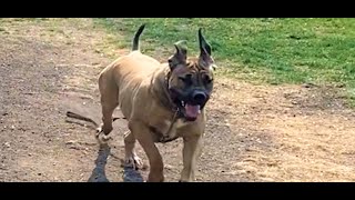 Boerboels / fires and big dogs by Large Dog Xperience 183 views 1 year ago 2 minutes, 10 seconds